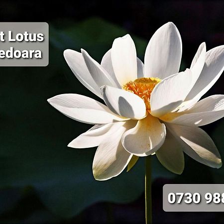 Ferienwohnung Night Lotus Hunedoara Exterior foto